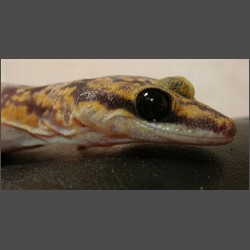 Marbled Velvet Gecko.october-2003-images.zacharoo.comDscn2277.jpg
